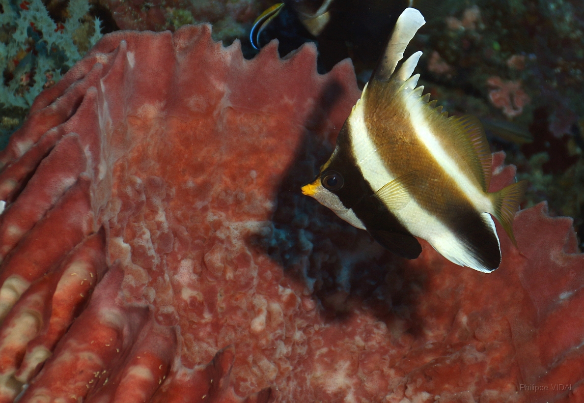 Sipadan_2015_Poisson cocher fantome_Heniochus pleurotaenia_IMG_2127_rc.jpg